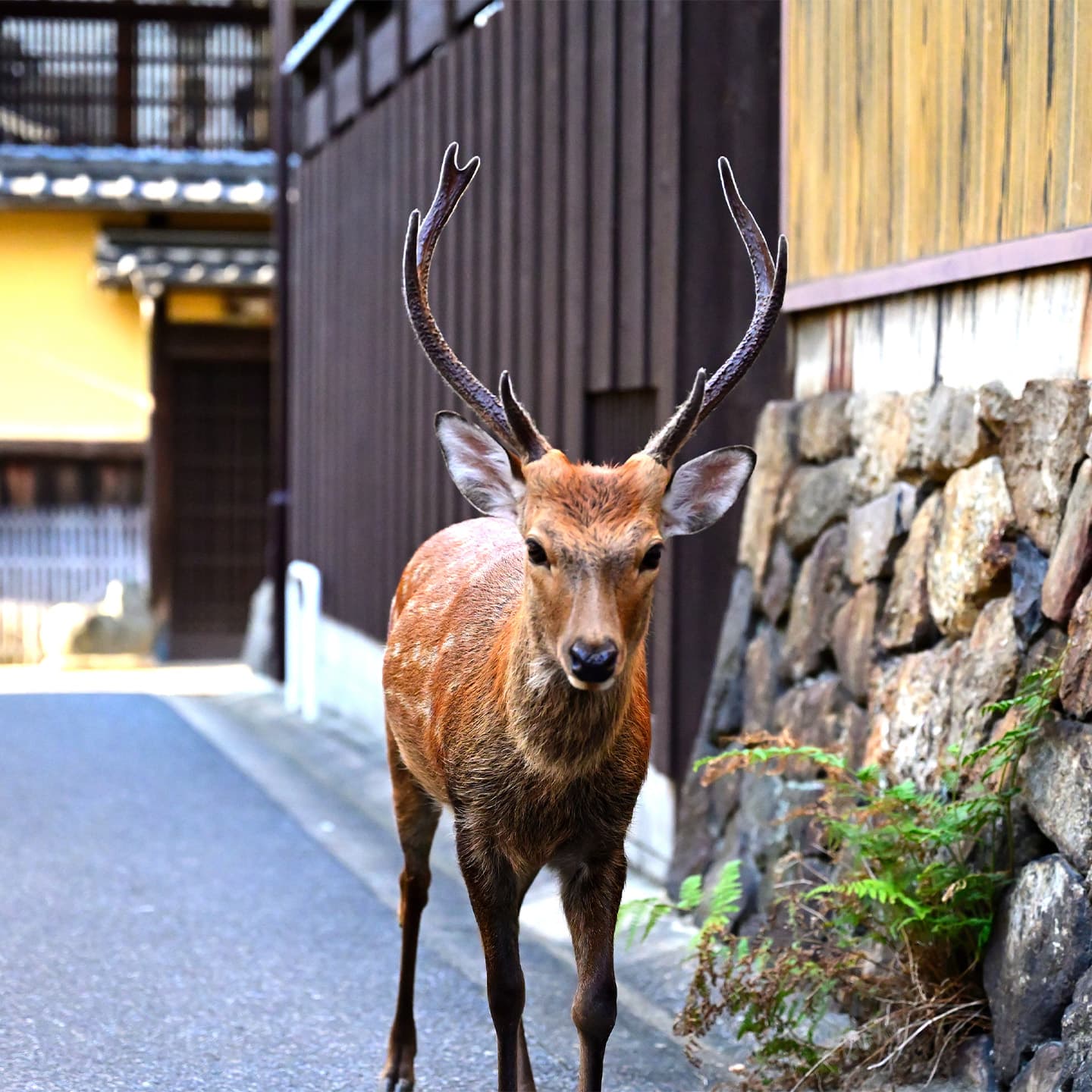 Real-Time Curation: The Pulse of Nara