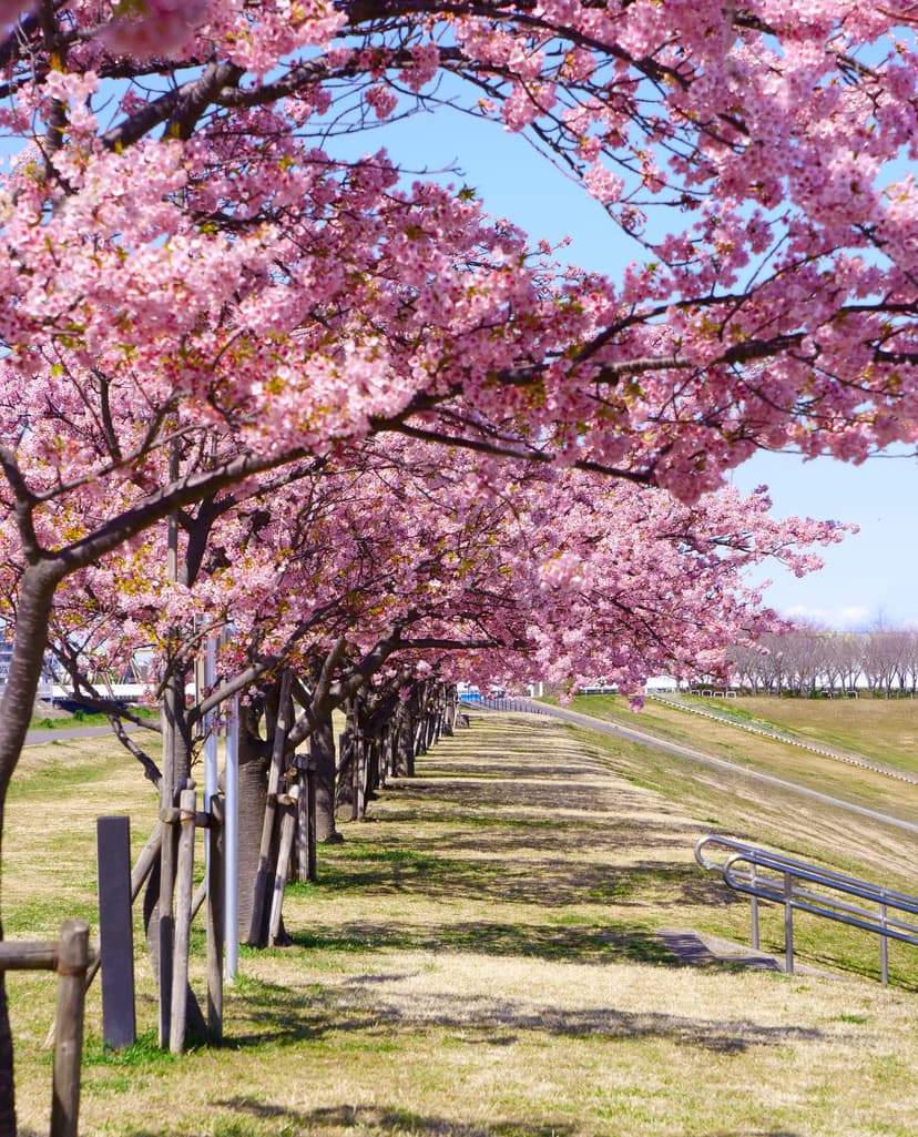 Finding Serenity Next to the City: Top Things To Do in Ichikawa